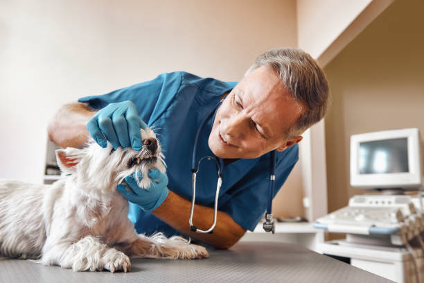 Best Root Canal Emergency Dentist  in Cahokia, IL
